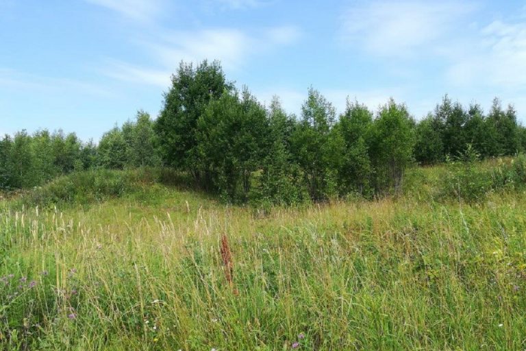 В Тверской области сорняком зарастает более 90 га сельхозугодий