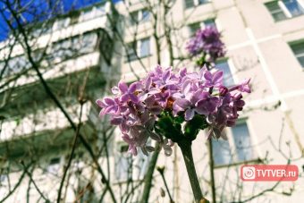 В Твери в сентябре зацвела сирень