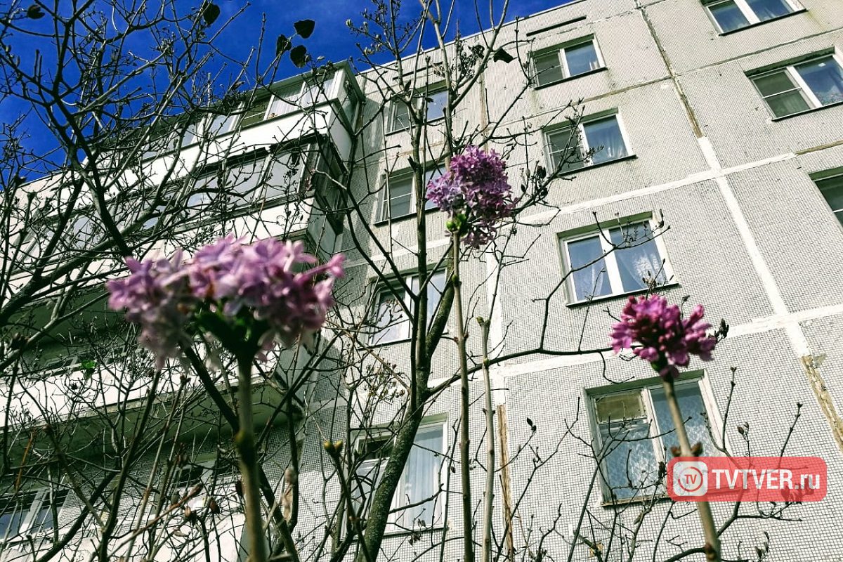 В Твери в сентябре зацвела сирень