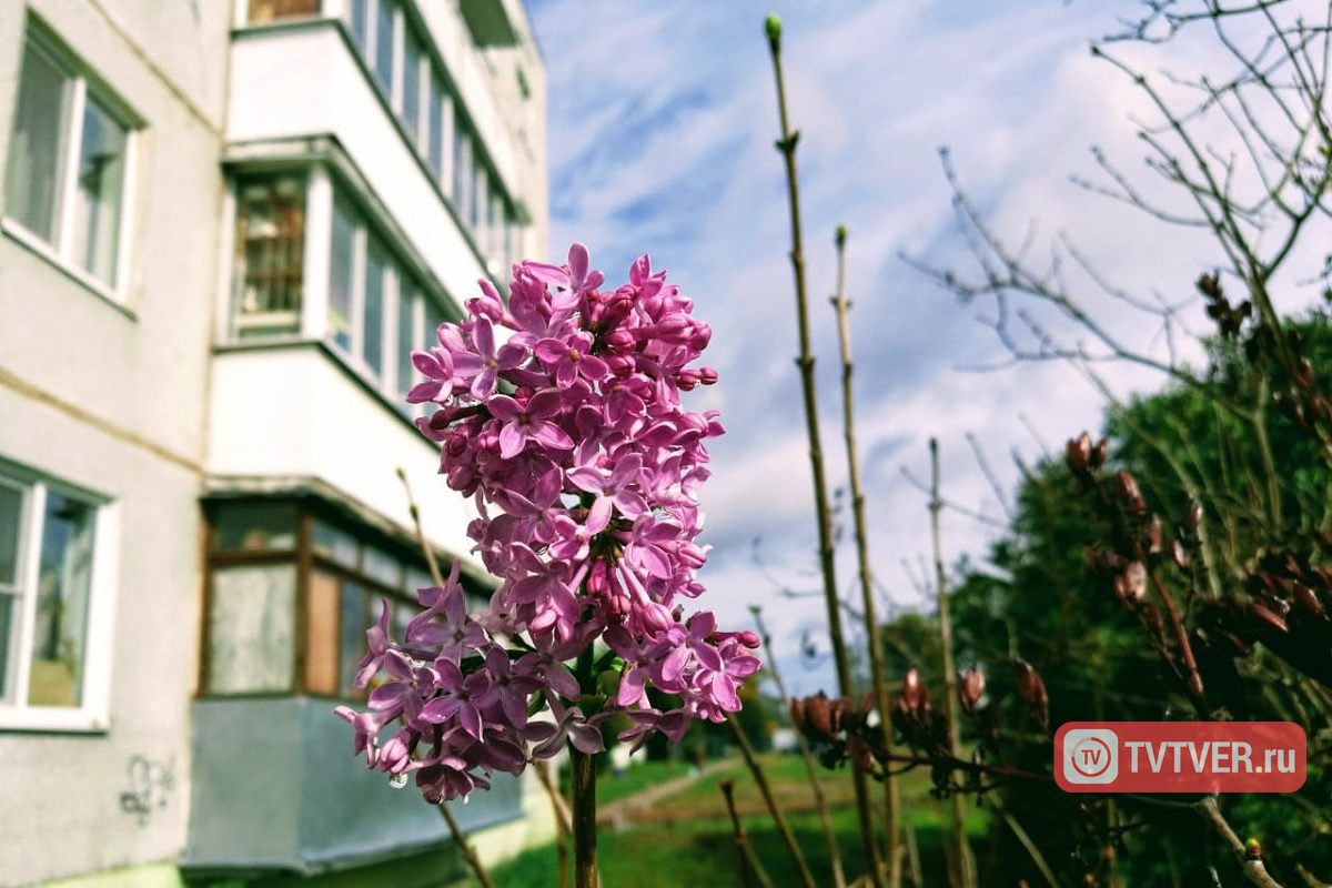 В Твери в сентябре зацвела сирень