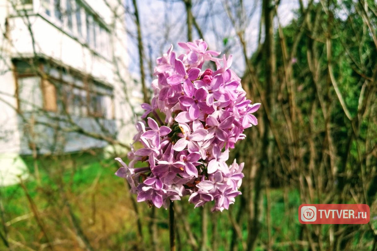 В Твери в сентябре зацвела сирень