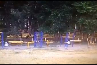 На детскую площадку в Тверской области пришёл медвежонок