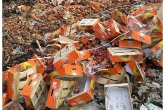 В Тверской области уничтожили 20 тонн нектаринов, которые везли под видом туалетной бумаги
