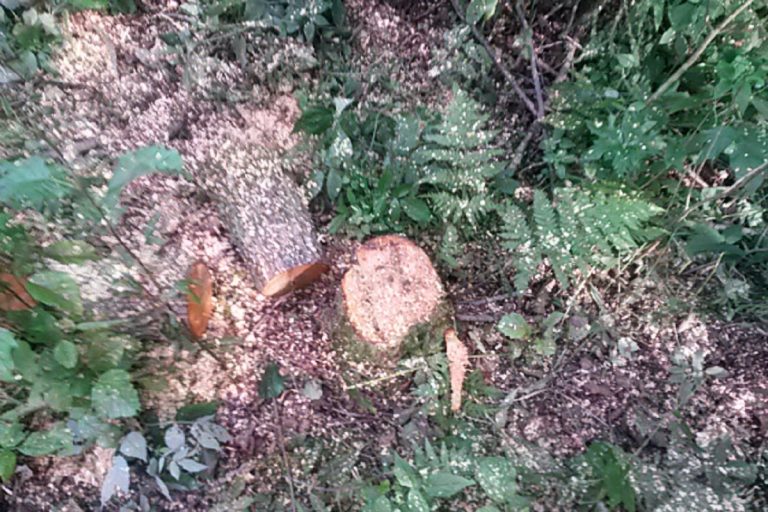 В Тверской области мужчина в одиночку вырубил 30 кубометров леса