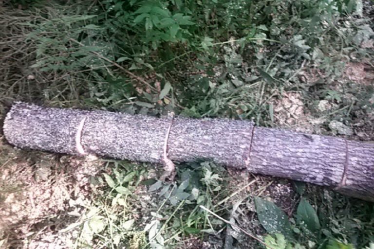 В Тверской области задержали «черного лесоруба»