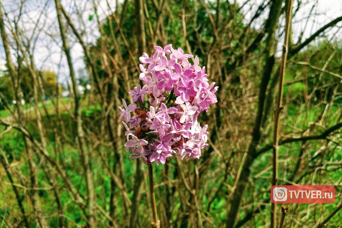 В Твери в сентябре зацвела сирень