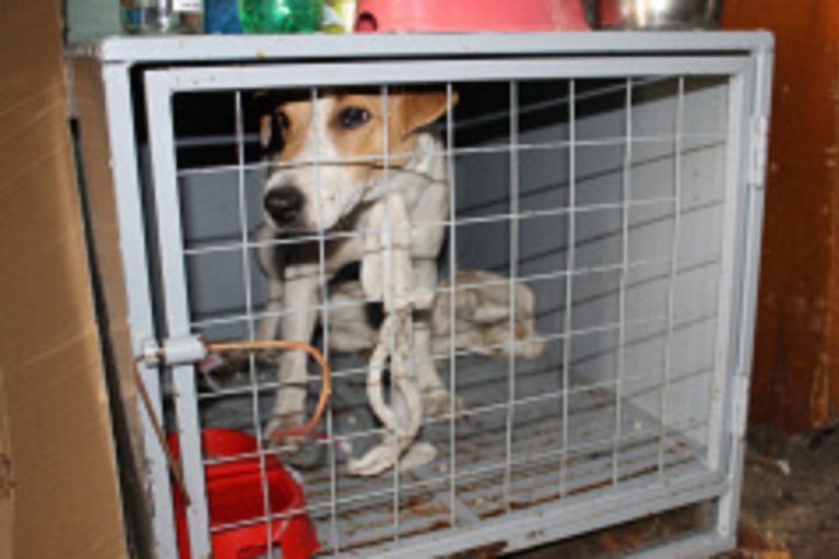 В Твери собака забежала в школьную раздевалку и покусала двоих детей