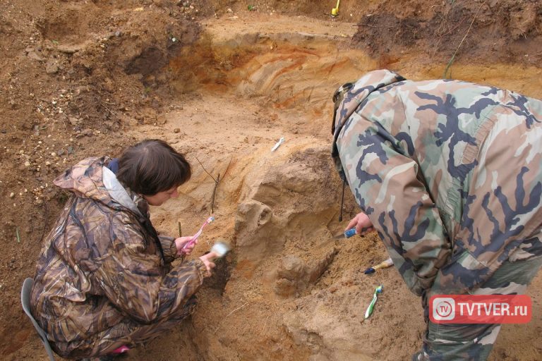 В Тверской области обнаружены останки гигантского мамонта