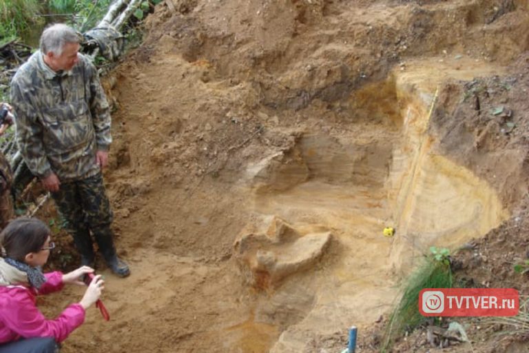 В Тверской области обнаружены останки гигантского мамонта