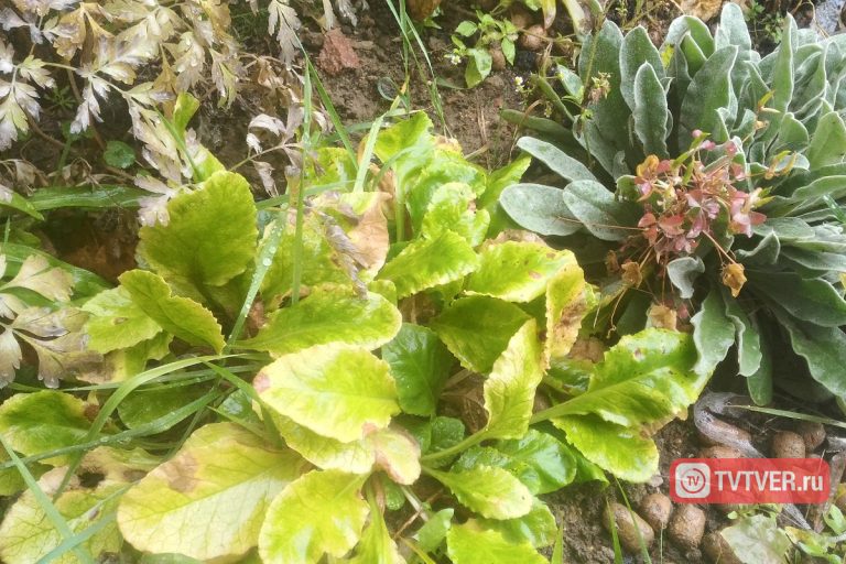 В Твери на несколько минут выпал первый снег