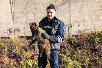 В Ржеве сотрудники ГОЧС спасли енота из колодца
