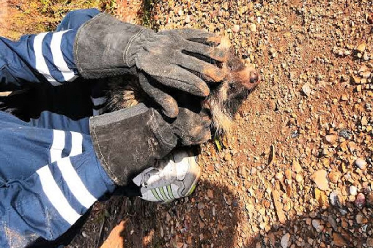 В Ржеве сотрудники ГОЧС спасли енота из колодца