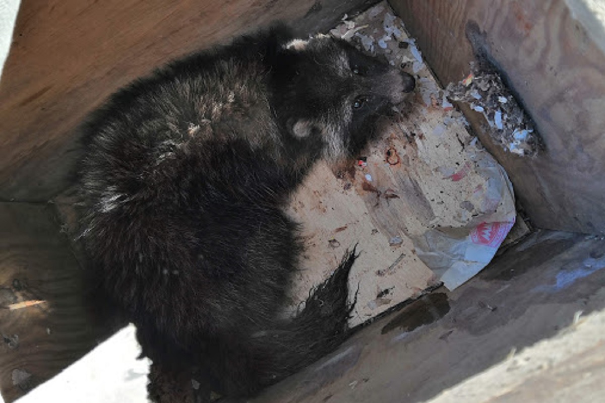 В Ржеве сотрудники ГОЧС спасли енота из колодца
