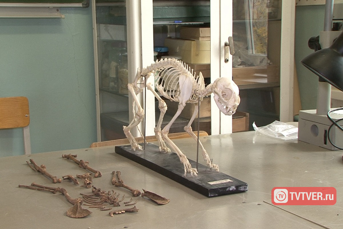 В Твери зоологи изучают останки кошки и щуки - ровесников преподобного Савватия