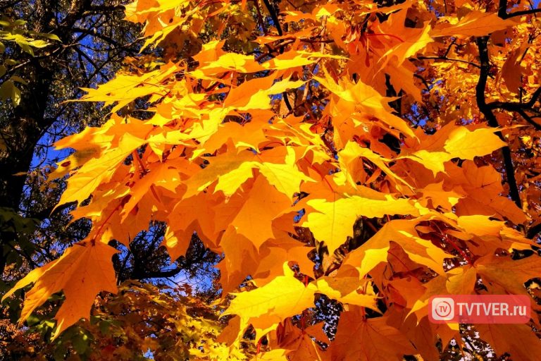 Теплая погода надолго задержится в Тверской области