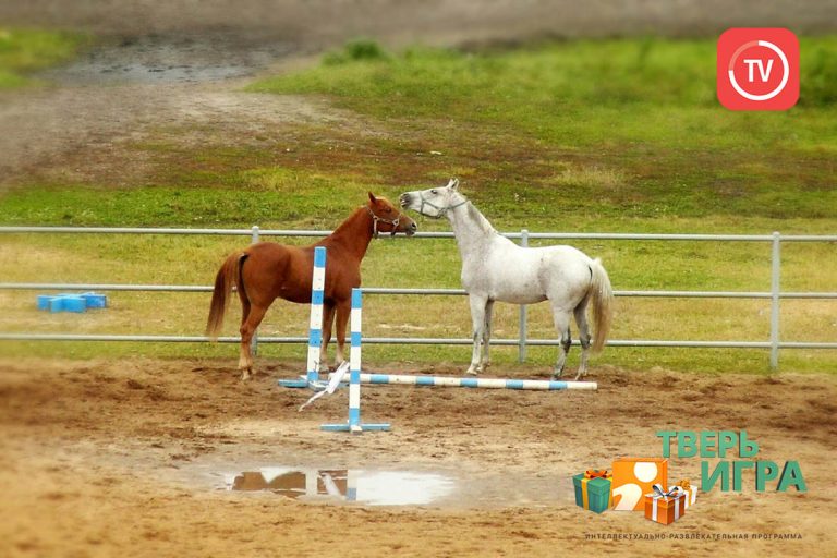 «Тверьигра», выпуск № 140: результат