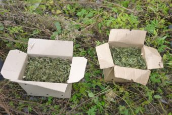 Под Селижарово полицейские нашли три килограмма марихуаны