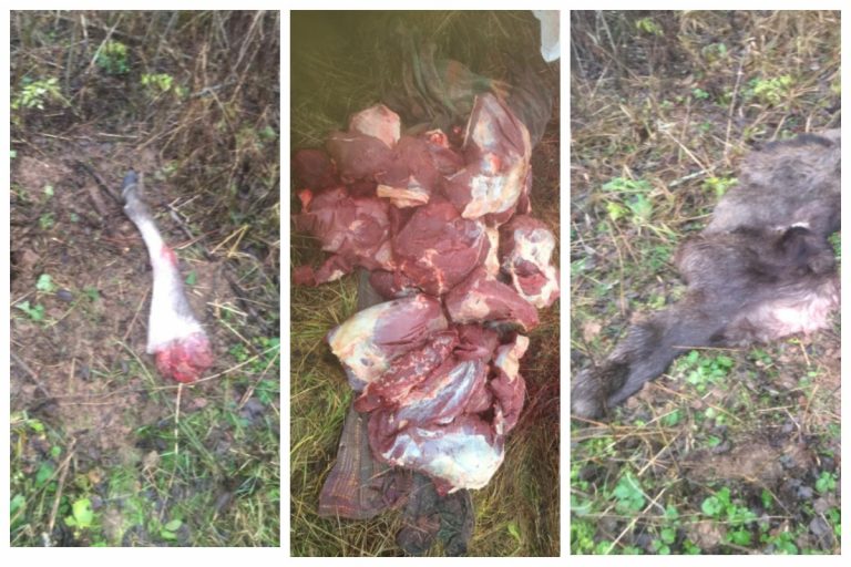В Тверской области браконьеры застрелили и разделали лося