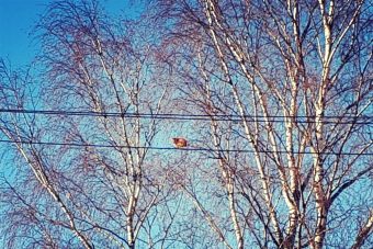 В Тверской области с дерева сняли замерзающего кота