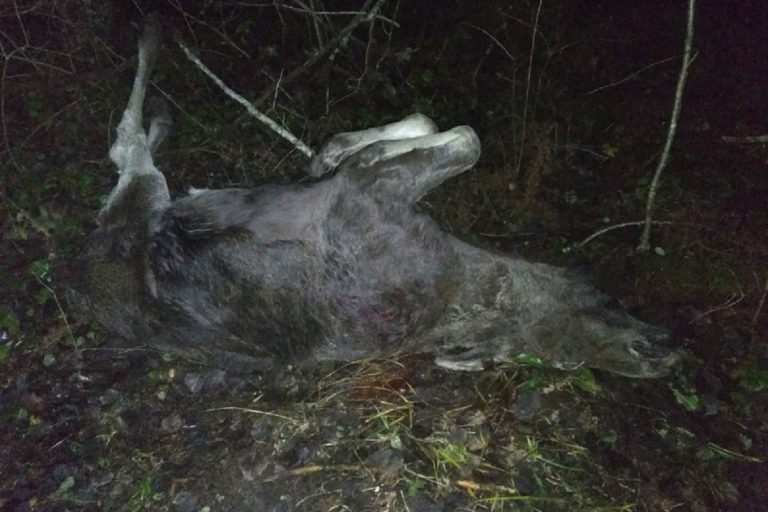 В Тверской области новгородца задержали за убийство двух лосей