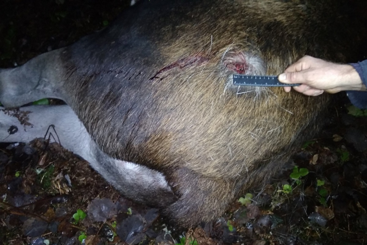 В Тверской области новгородца задержали за убийство двух лосей