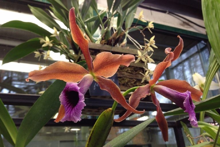 В Твери Ботанический сад готовит сенсационную выставку