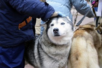 Жители и гости Твери смогут прокатиться на собачьей упряжке