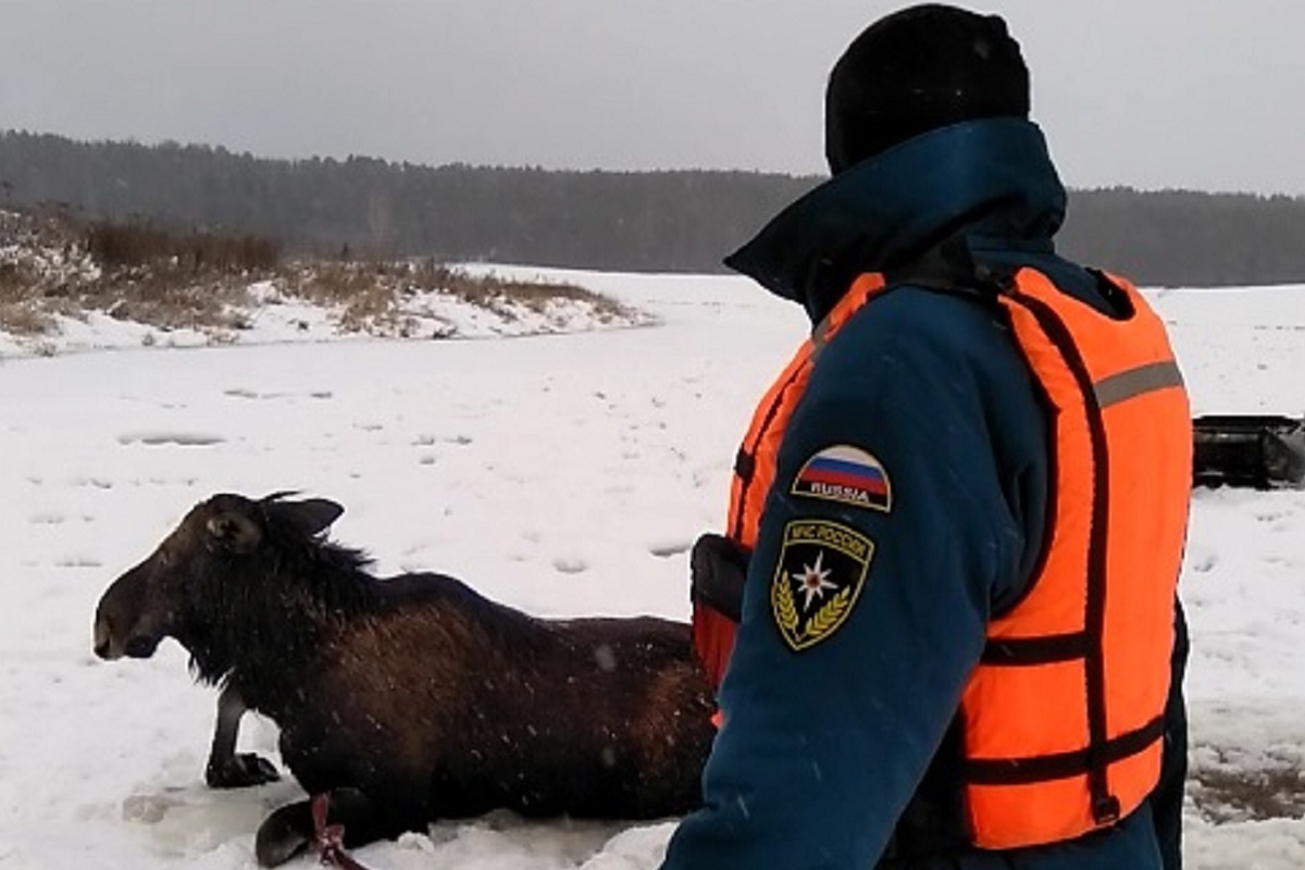 На Волге в Тверской области два лося провалились под лед