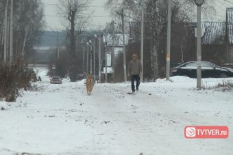 В Твери дети верят в Деда Мороза, а собаки - в Юрия Сергеевича