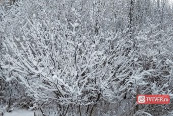 Тверскую область в выходные ждет снегопад