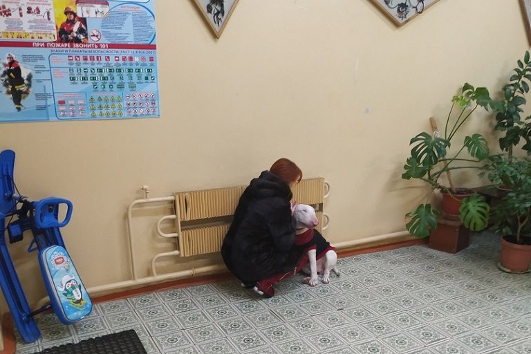 В Тверской области женщина бесцеремонно погрела бультерьера без намордника в детском учреждении