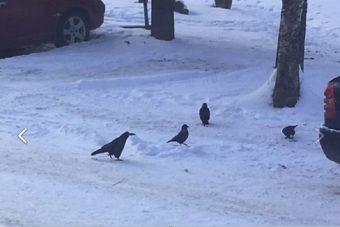В Тверскую область вернулись грачи
