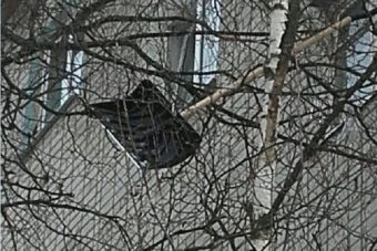 В Тверской области летающая лопата обосновалась на дереве