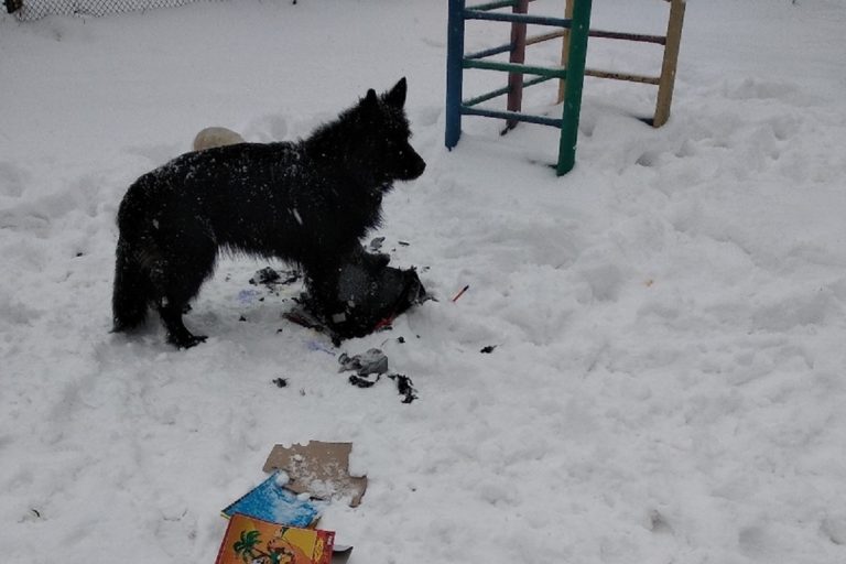 В Тверской области собака изгрызла портфель школьника