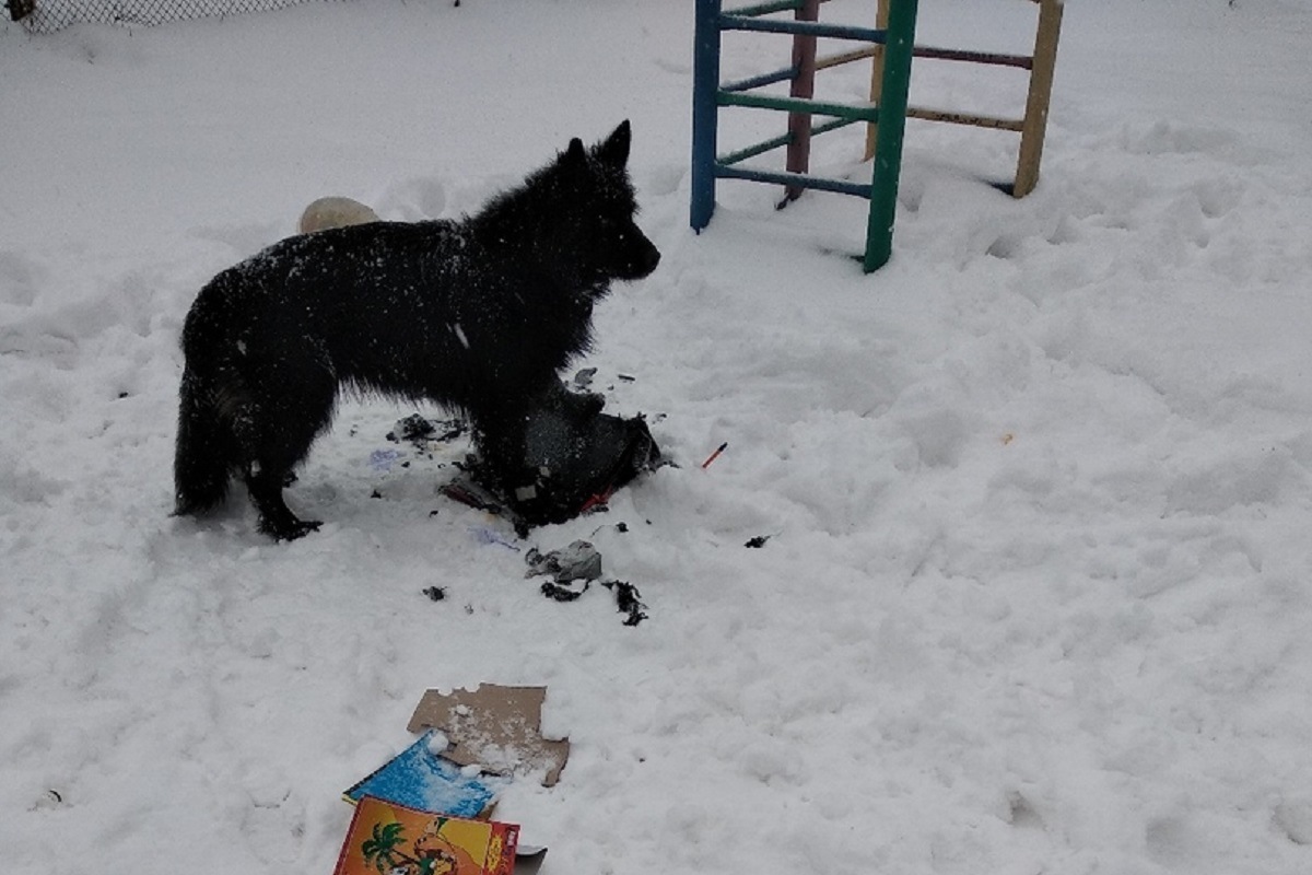 В Тверской области выплатят компенсацию девочке, укушенной бездомной собакой