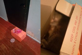 В Тверской области женщине на День святого Валентина подарили мертвую кошку