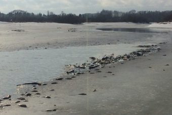 В Тверской области зафиксирован мор рыбы