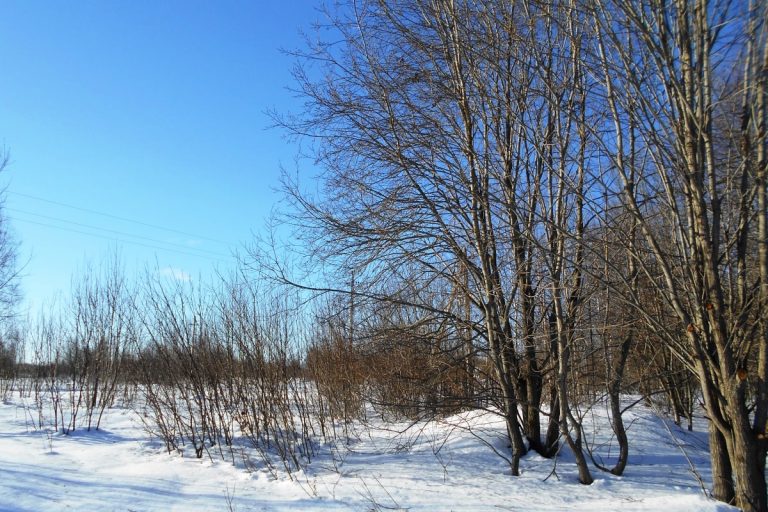Россельхознадзор обнаружил два земельных участка сельхозназначения в Тверской области, заброшенных собственником
