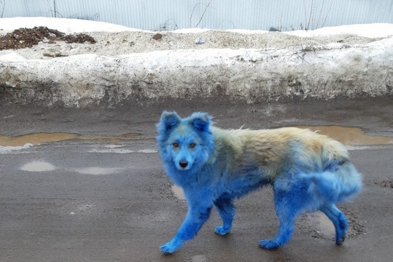 В Тверской области умер «синий пес»