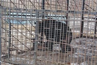 На трассе М-10 в Тверской области от голода умирают медведи На трассе М-10 в Тверской области от голода умирают медведи