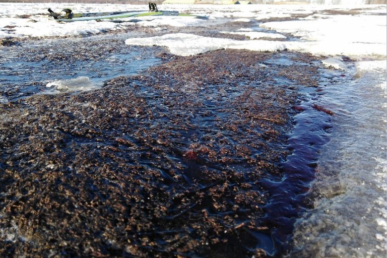 Житель Тверской области обнаружил близ Конаково поле, залитое кровью