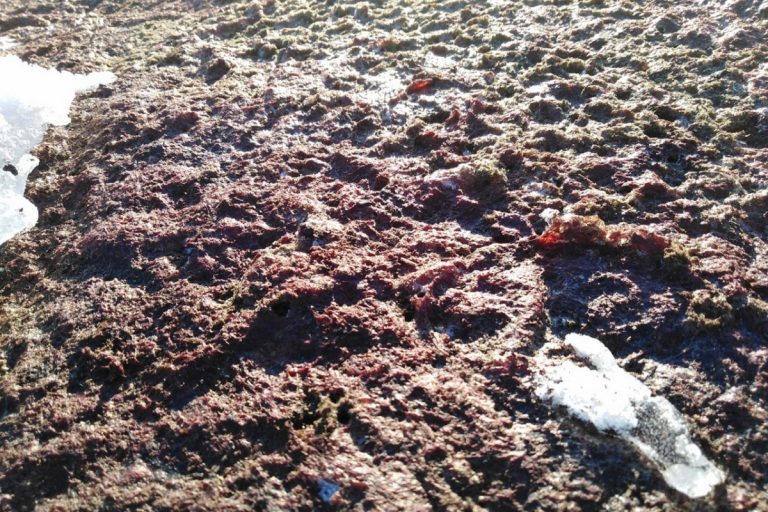 Житель Тверской области обнаружил близ Конаково поле, залитое кровью