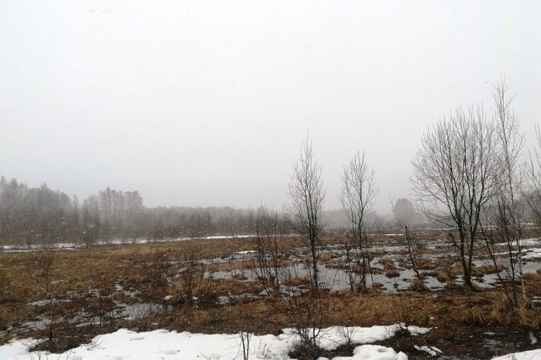 В Тверской области выявили очередной факт зарастания ивняком десятков гектаров земель сельхозназначения