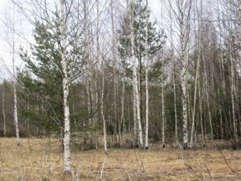В Тверской области крупный землевладелец содержит 400 гектаров земель сельхозназначения в заброшенном состоянии
