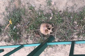 В Тверской области ребенок нашел во дворе дома человеческий череп В Тверской области ребенок нашел во дворе дома человеческий череп