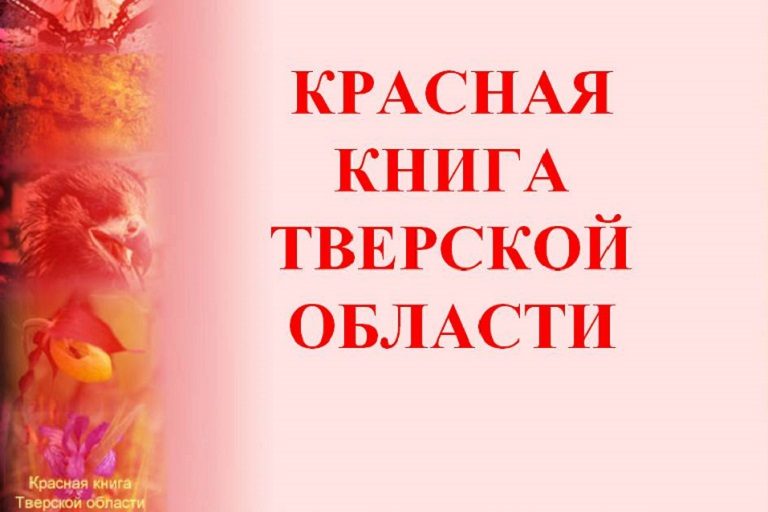В Тверской области объявили итоги конкурса «Красная книга Тверской области глазами детей. Сохраним исчезающие виды»