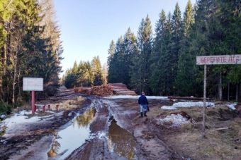 В Тверской области арестовали «чёрного» лесоруба, спилившего почти полторы тысячи деревьев
