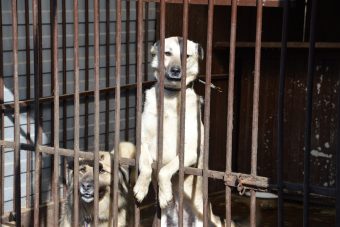 В Твери создадут пункт передержки для безнадзорных собак