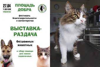На выставке в Твери будут раздавать четвероногих друзей На выставке в Твери будут раздавать четвероногих друзей