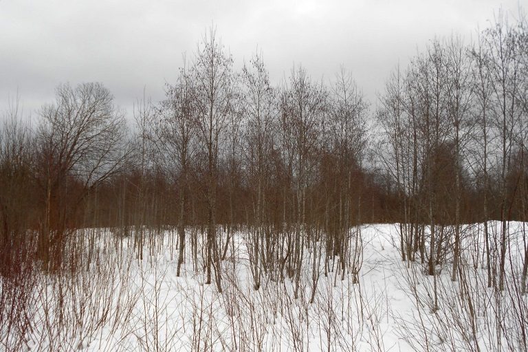 В Тверской области два землевладельца держат в заброшенном состоянии более 26 гектаров земли